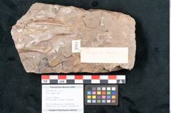 Foto (Objekt + Etikett) von Laurus lalages Unger (NHMW-GEO-2024-0188-7993)